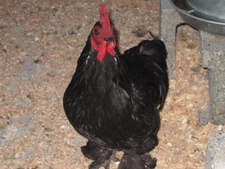 A black chicken smiles for the camera
